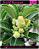 RD Bridal Bouquet - Imagem 1