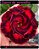 RD Dama de Vermelho - Imagem 1