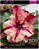 RD HP 10 - Imagem 1