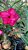 RD Pink Pathuma - Imagem 2