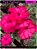 RD Pink Pathuma - Imagem 1