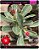 RD Variegata Meeting Love - Imagem 1