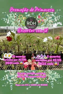 5 RD Enxerto Mix Sem ID - Imagem 1