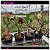32-  KIT 4 PLANTAS - Imagem 1