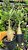 KIT 3 PLANTAS BATATAO - Imagem 1