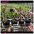 41- KIT 4 PLANTAS - Imagem 1