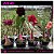48-KIT 4 PLANTAS - Imagem 1