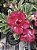 RD Variegata Passione - Imagem 4