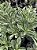 RD Variegata Passione - Imagem 3