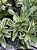 RD Variegata Passione - Imagem 5