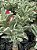 RD Variegata Passione - Imagem 2