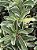 RD Variegata Passione - Imagem 1