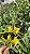 Orquidea Brassia - Imagem 2