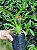 Orquidea Colmanara - Imagem 2