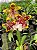 Orquidea Colmanara - Imagem 3