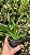 Orquidea Oncidium Twinkle - Imagem 2