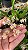 Orquidea Oncidium Twinkle - Imagem 3