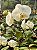 Orquidea Phalaenopsis Branca - Imagem 2