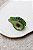 Piranha Avocado - Imagem 4