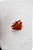 Piranha Mini Croissant - Imagem 2