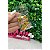Aplique Mini Chaton com Strass Rosa 20 unidades - Imagem 1