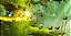 Rayman Legends - Xbox One - Xbox 360 - Imagem 3