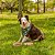 Comedouro Cães - Off-White (1 un.) - Imagem 3