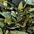 Chá Verde 100g - Imagem 1