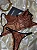 Conjunto Ibiza - Cropped + Calcinha- Marrom Detalhes em Preto - Imagem 5