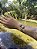 Bracelete Cometa  - Pirita - Imagem 1