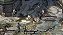 Disco Elysium: The Final Cut – Xbox One e Series S/X – Midia Digital - Imagem 4