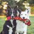 Brinquedo Outward Hound Cobra Dupla Costura Para Cães Vermelho XL - Imagem 5
