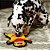 Brinquedo Outward Hound Gecko Para Cães G - Imagem 6