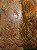 Tule Cobre com Dourado Bordado - Imagem 1