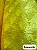 Cetim Amarelo Jacquard - Imagem 1