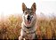 Shasta - Imagem 4