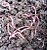 Minhocas Vermelhas-da-california para compostagem - Imagem 2