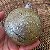 9 Bola Dourada Glitter Árvore de Natal 8 CM Dourado Grande - Imagem 2