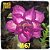 Rosa do Deserto Enxerto M-67 - Imagem 2
