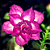 Rosa do Deserto Enxerto M-67 - Imagem 1