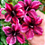 Rosa do Deserto Enxerto Barbie Girl Perfumada - Imagem 1
