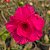 Rosa do Deserto Enxerto TW-4 - Imagem 3