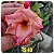Rosa do Deserto Enxerto TS-40 - Imagem 1