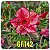 Rosa do Deserto Enxerto GF-142 - Imagem 1