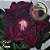 Rosa do Deserto Enxerto Corvus EV-67 - Imagem 1