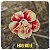 Rosa do Deserto Enxerto Egg Roll - Imagem 1