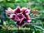 Rosa do Deserto Enxerto Double Blue Boy Perfumada - Imagem 2