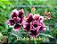 Rosa do Deserto Enxerto Double Blue Boy Perfumada - Imagem 1