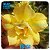 Rosa do Deserto Enxerto TS-331 - Imagem 1