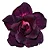 Rosa do Deserto Enxerto EV-491 - Imagem 1
